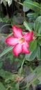 red frangipani flowers bloom in the morning Royalty Free Stock Photo