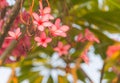 Red frangipani flowers are blooming beautifully Royalty Free Stock Photo