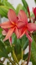 frangipani flowers look beautiful and dewy