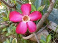 red frangipani flowers that seduced the eye looked at him Royalty Free Stock Photo