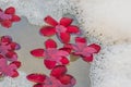 Red frangipani flowers in the spa bath Royalty Free Stock Photo