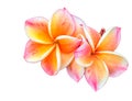 Red frangipani flowers on a white background tweets Asia. Royalty Free Stock Photo