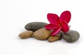 Red Frangipani, Red Frangipani on background stone. Royalty Free Stock Photo