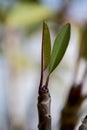 Red frangipani shoot Royalty Free Stock Photo