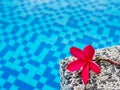 Red frangipani (plumeria) flowers pagoda tree on swimming pool Royalty Free Stock Photo