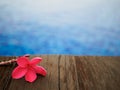 Red frangipani (plumeria) flowers pagoda tree on swimming pool Royalty Free Stock Photo