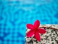 Red frangipani (plumeria) flowers pagoda tree on swimming pool Royalty Free Stock Photo