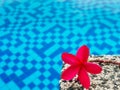 Red frangipani (plumeria) flowers pagoda tree on swimming pool Royalty Free Stock Photo