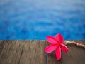 Red frangipani (plumeria) flowers pagoda tree on swimming pool Royalty Free Stock Photo