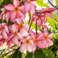 Red frangipanis flower on green leaf background Royalty Free Stock Photo