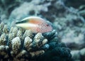 Red-freckled Hawkfish perches on a coral at the bottom of the Indian Ocean Royalty Free Stock Photo