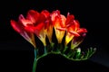 Red freesia flowers glowing on black background.