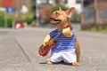 Red French Bulldog dog dressed up with street perfomer musician costume wearing striped shirt and fake arms holding a guitar Royalty Free Stock Photo