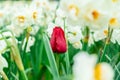 Red french tulip growing among white daffodils in a flower field, seen at a tulip festival. Green stems showing. Romantic red Royalty Free Stock Photo