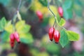 Red fresh barberry on a tree close up