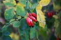 Red fresh barberry on a tree close up