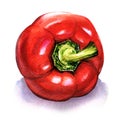 Red fresh bell bulgarian pepper isolated, watercolor illustration on white