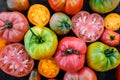 Big tomatoes harvest at table Royalty Free Stock Photo