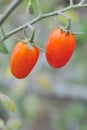 red fresh cherry tomatoes on tree on nature background Royalty Free Stock Photo