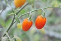 red fresh cherry tomatoes on tree on nature background Royalty Free Stock Photo