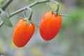 red fresh cherry tomatoes on tree on nature background Royalty Free Stock Photo