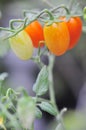 red fresh cherry tomatoes on tree on nature background Royalty Free Stock Photo