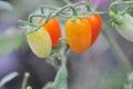 red fresh cherry tomatoes on tree on nature background Royalty Free Stock Photo