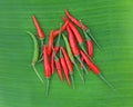 Red fresh chillies on banana leaves against white background Royalty Free Stock Photo