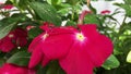 Red Fresh Flower in The Garden