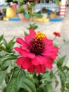 A red and fresh flower is growing in a green garden