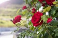 Red fresh flowers of roses on a bush in the garden Royalty Free Stock Photo