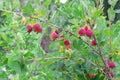 Red fresh gooseberries on branch at garden in summer with green leaves Royalty Free Stock Photo