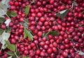 Fresh haws still life