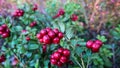 Red fresh Lingonberry, cowberry