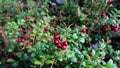 Red fresh Lingonberry, cowberry