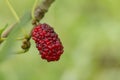 Red fresh mulberry fruits on tree branch Royalty Free Stock Photo