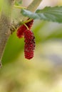 Red fresh mulberry fruits on tree branch Royalty Free Stock Photo