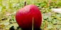 Red fresh organic harvested apple isolated on green land