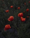 Red fresh poppies in a spring field at sunset in a backlit Royalty Free Stock Photo