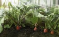 Red fresh radish growing from the ground, closeup.