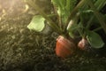 Red fresh radish growing from the ground, closeup.