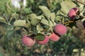 Red fresh ripe apples on tree branch on farm Royalty Free Stock Photo