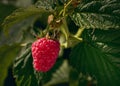 The red fresh ripe raspberry berries is on a raspberry bush with bright green leaves and buds