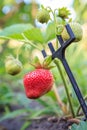 Red fresh ripe strawberry close-up on blurred background of green leaves Royalty Free Stock Photo