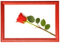 Red fresh rose Royalty Free Stock Photo