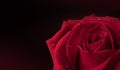 Red Fresh Rose with Droplet on Petal. Flower Symbol of  Love and Valentines Day. CLoseup shot Royalty Free Stock Photo