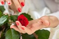 Red fresh rose in female hands. Royalty Free Stock Photo