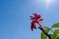 Red fresh rose flowers twig with sun backlight against blue sky. Royalty Free Stock Photo