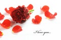 Red fresh rose and petals Royalty Free Stock Photo