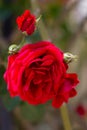 Red fresh rose Royalty Free Stock Photo